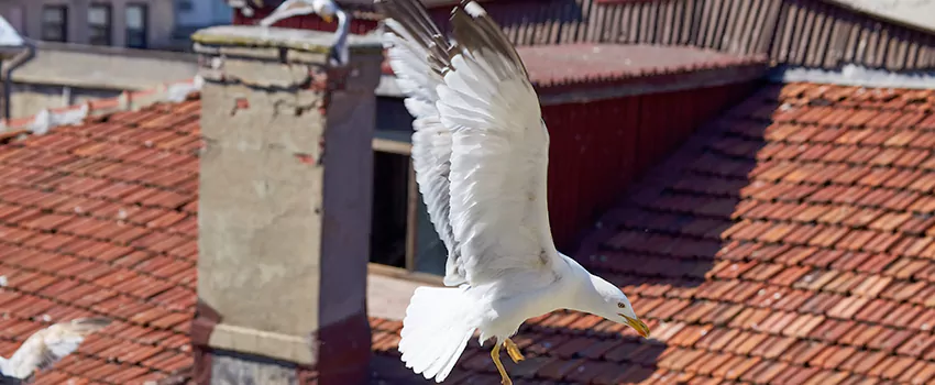 Residential Chimney Animal Removal Solution in Goleta, CA